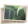 Banner Peste Negra