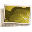 Banner Esquadrão Antibombas (Ouro) T1