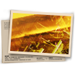 DE - Clasificatoria Oro T4