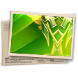 Banner Arena Contra Squad II