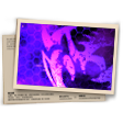 Malevolent Sting