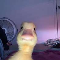 @pato